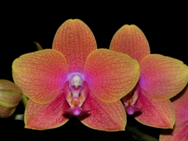 Phalaenopsis Phoenix Legacy Shadow HCC/AOS 77 pts.